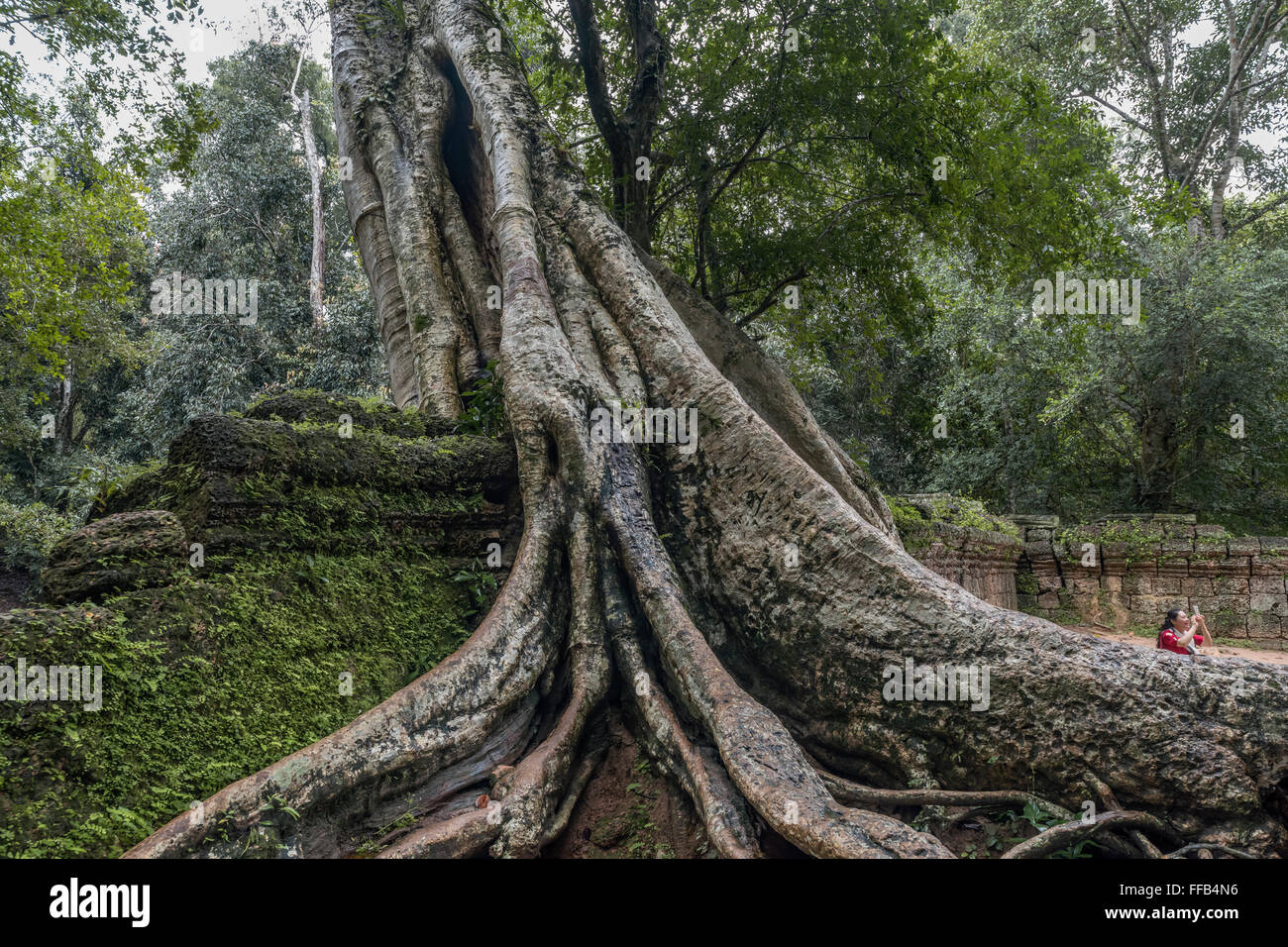 Cambodia silk cotton tree ceiba pentandra or thitpok tetrameles