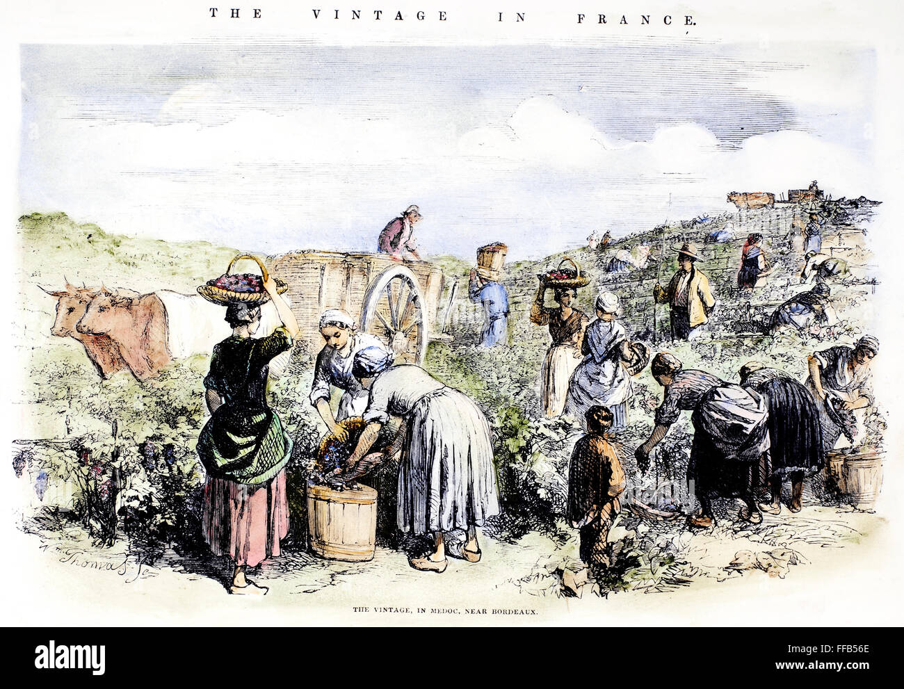 FRANCE: GRAPE HARVEST, 1854. /nHarvesting grapes in Medoc, in the Bordeaux region of France. Wood engraving, English, 1854. Stock Photo
