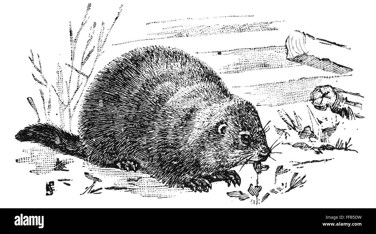 WOODCHUCK. /nEastern American woodchuck or groundhog. Wood engraving