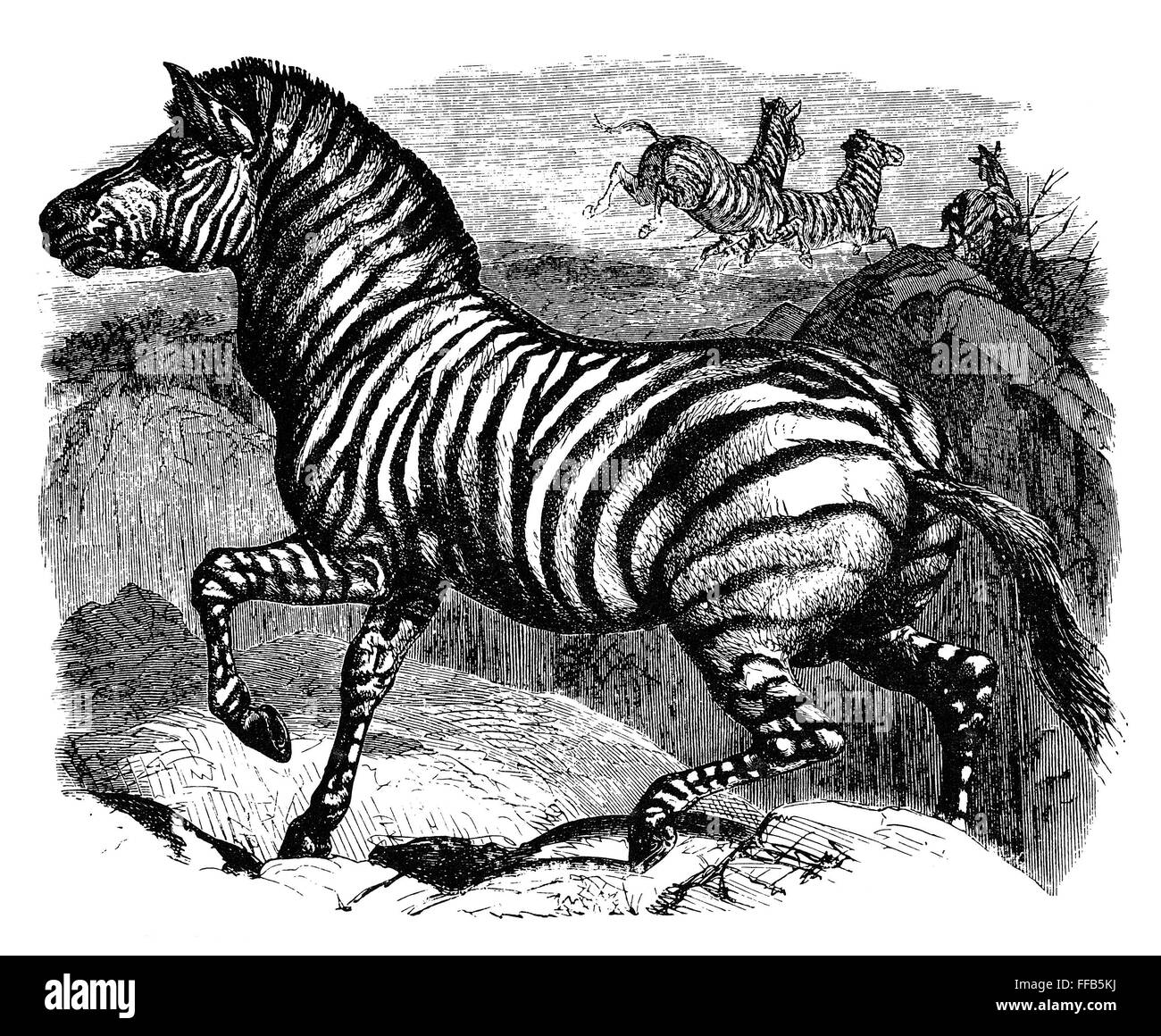 QUAGGA. /nThe quagga (Equus quagga quagga), a now extinct South African