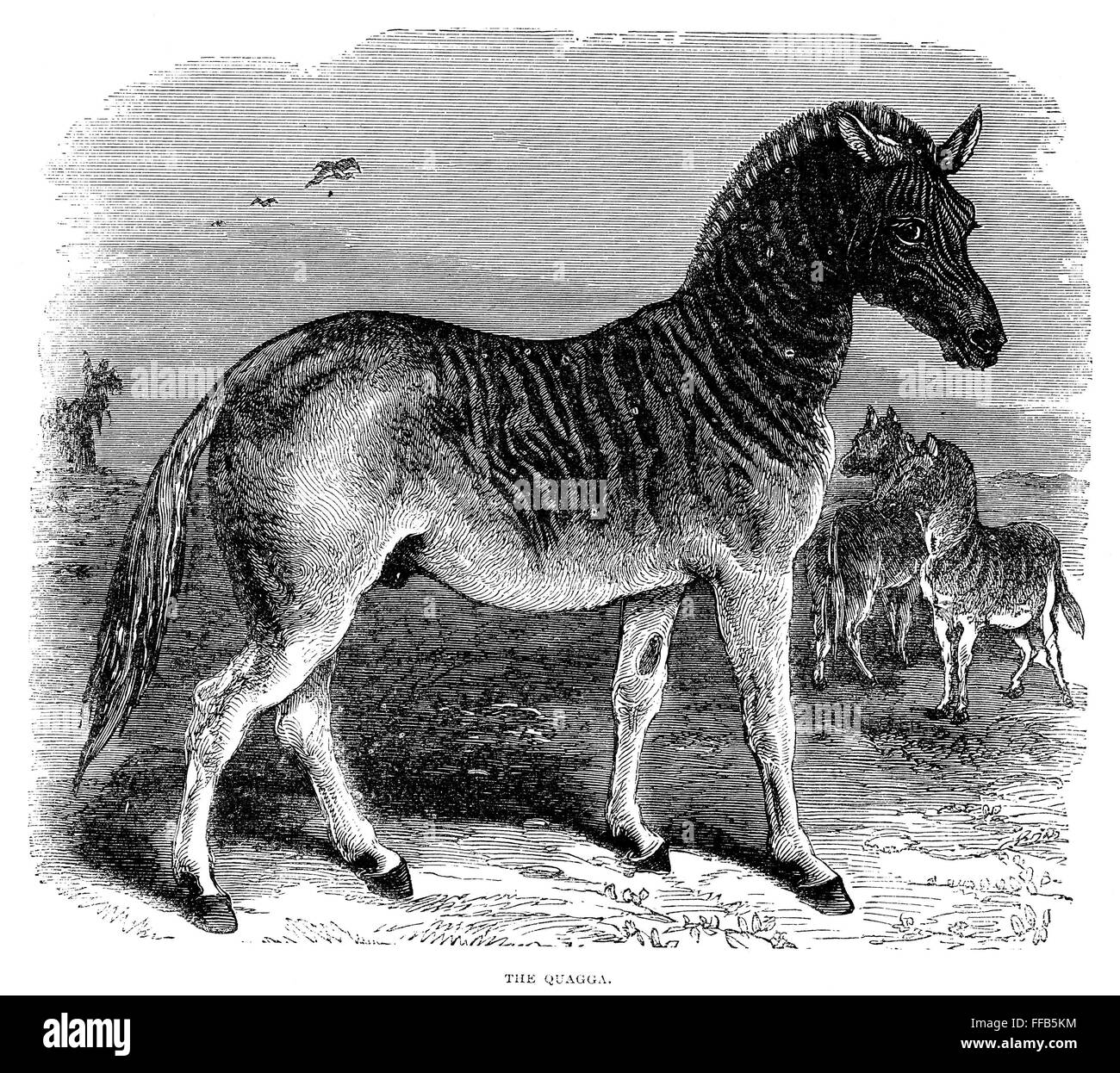 QUAGGA. /nThe quagga (Equus quagga quagga), a now extinct South African