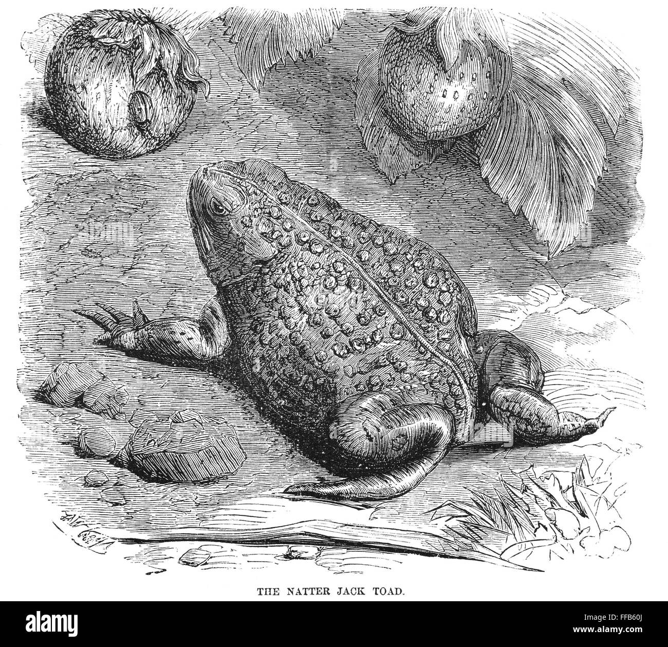 NATTER JACK TOAD. /nWood engraving, English, 19th century Stock Photo