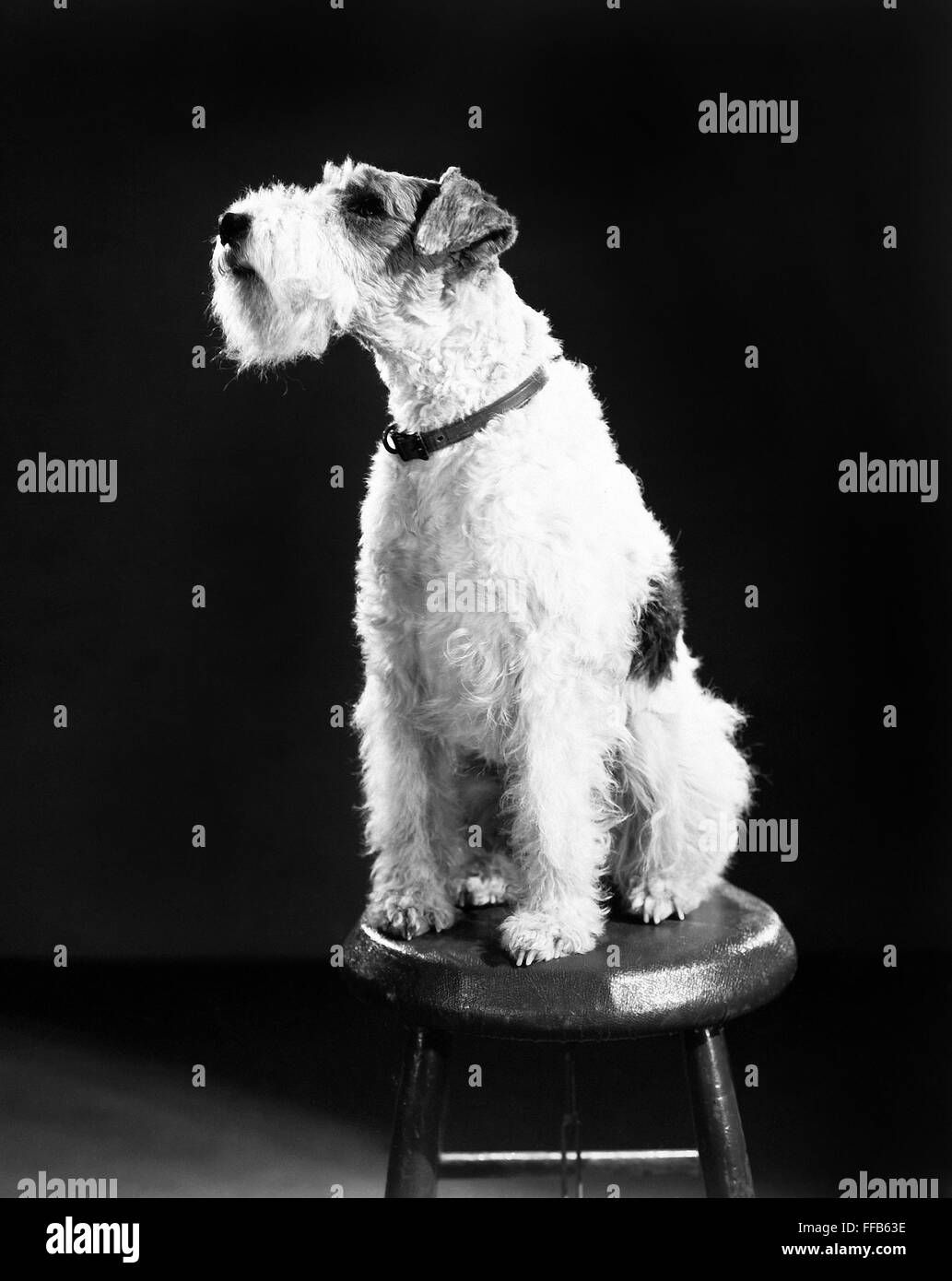 ASTA. /nAmerican canine actor. Publicity still, 1930s. Stock Photo