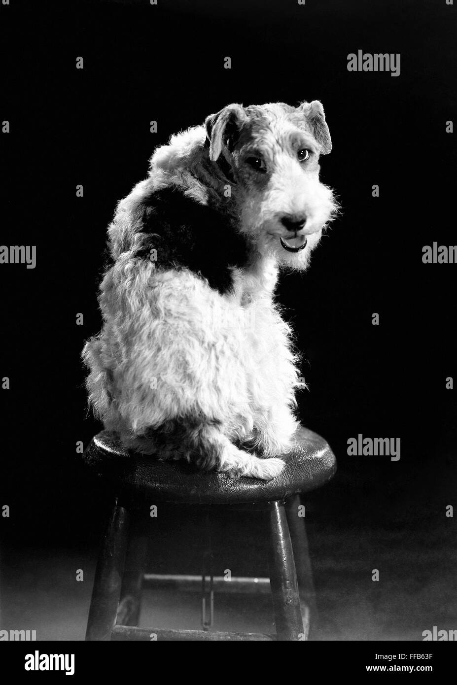 ASTA. /nAmerican canine actor. Publicity still, 1930s. Stock Photo