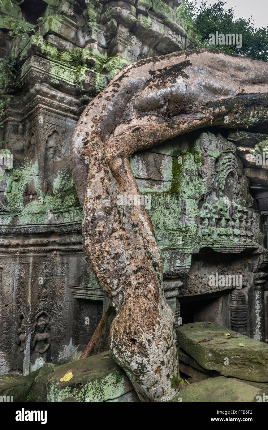Large boa constrictor-like fig root in the inner courtyard, Ta Prohm ...