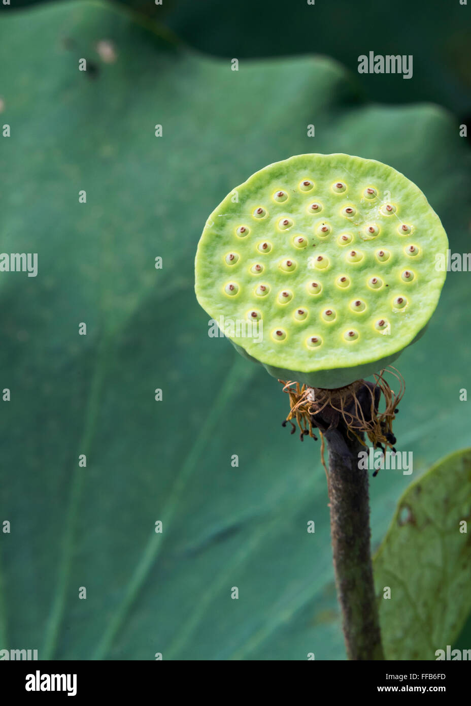 Mature seed pod, lotus plant, Nelumbo nucifera, Samatoa Lotus Farm