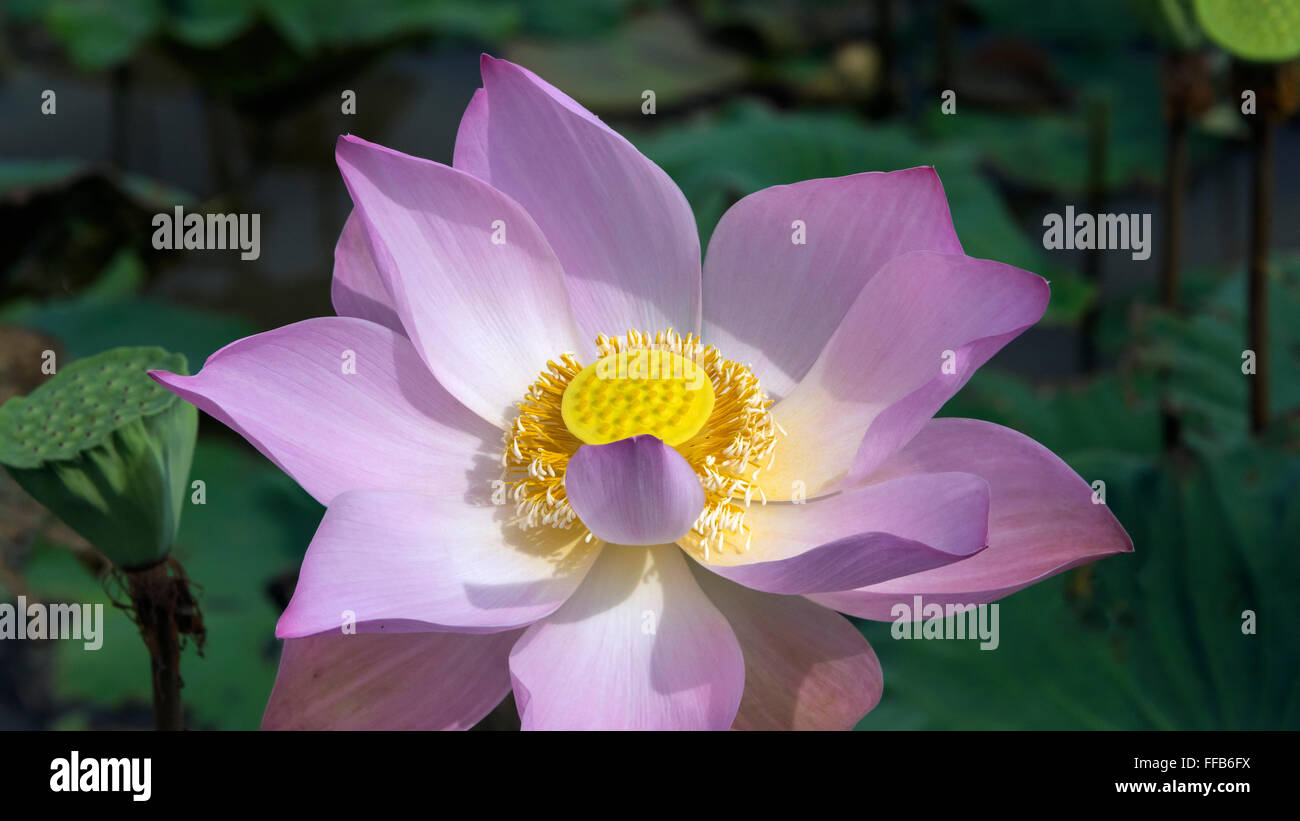 Open lotus blossom, Samatoa Lotus Farm, Sangat Siem Reap, Cambodia