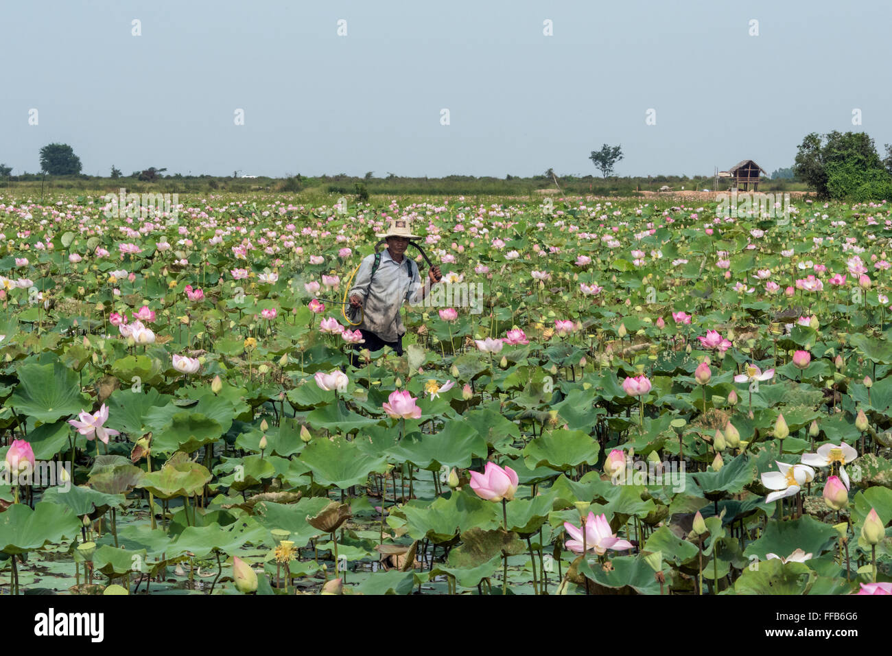 Spraying the lotus plants, Samatoa Lotus Farm, Sangat Siem Reap