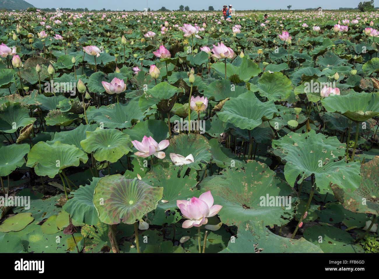 Samatoa lotus farm, Sangat Siem Reap, Cambodia Stock Photo - Alamy
