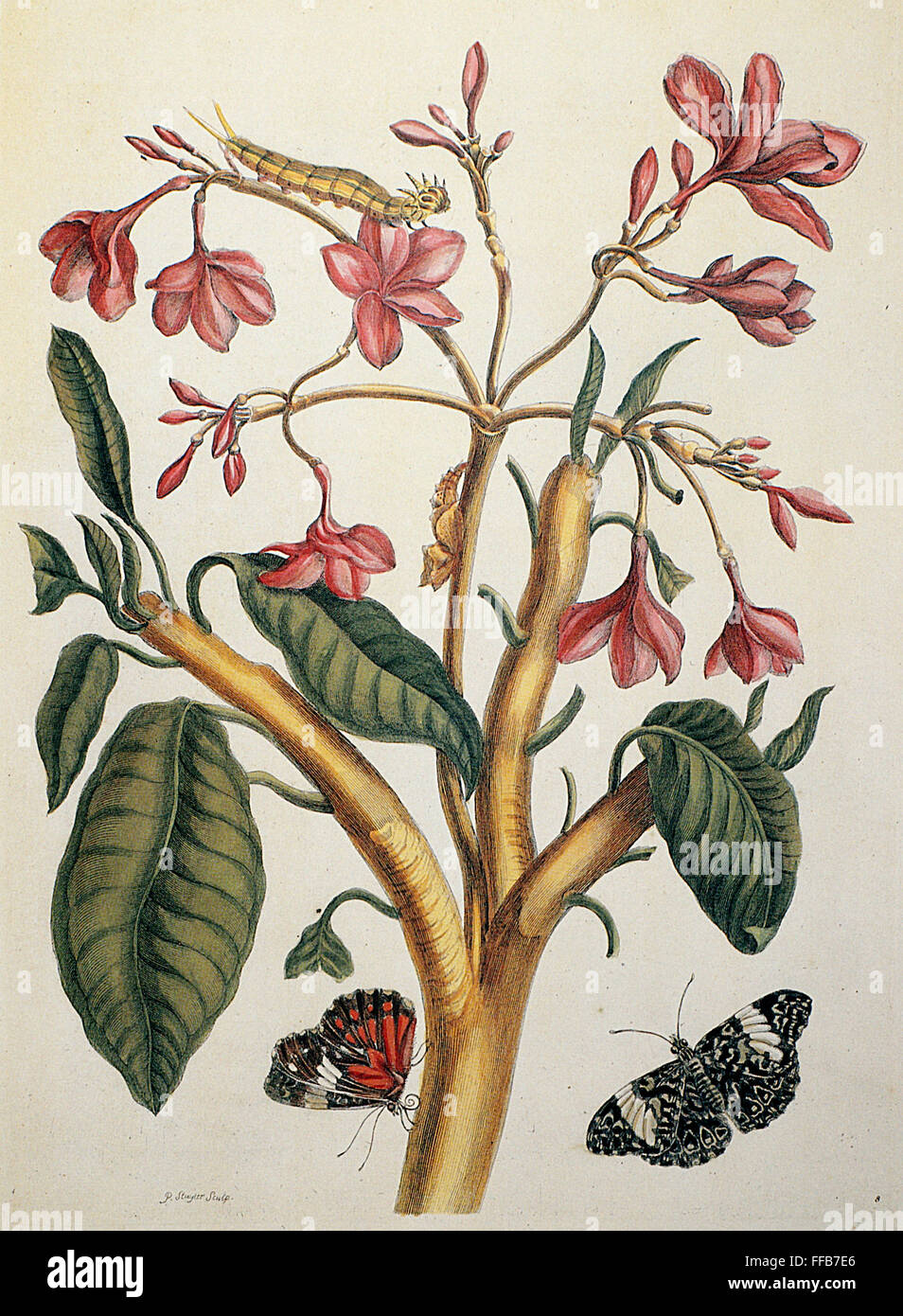 RED JASMINE. /nRed Jasmine (Plumeria rubra). Line engraving by P. Sluyter after a drawing by Maria Sibylla Merian, from Merian's 'Dissertation Sur La Generation et Les Transformations des Insectes de Surinam,' 1726. Stock Photo