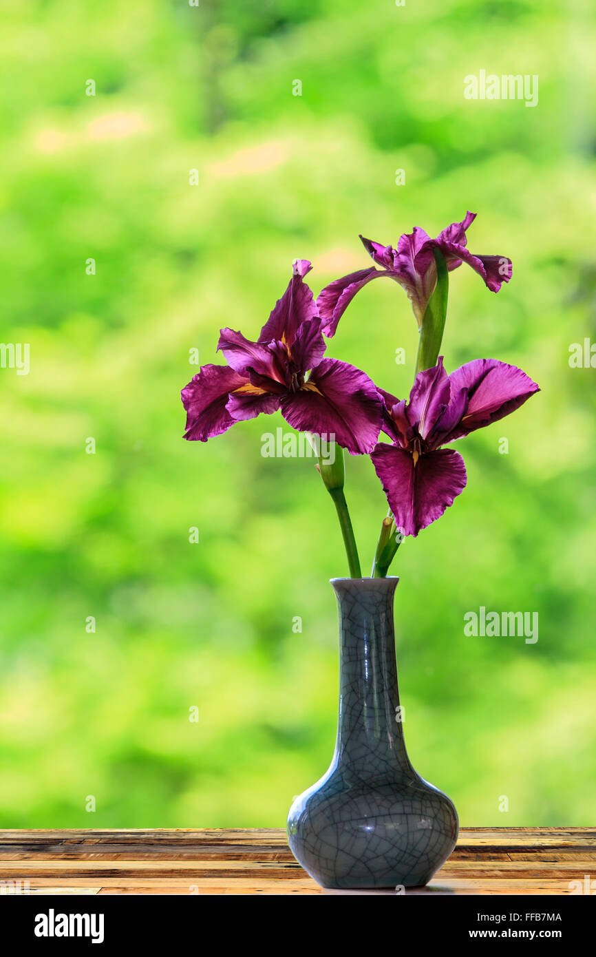 The Close up of purple Japanese iris flowers Stock Photo