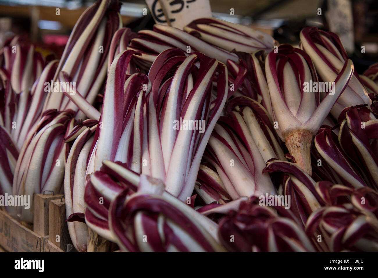 Radicchio Treviso, Venice Stock Photo