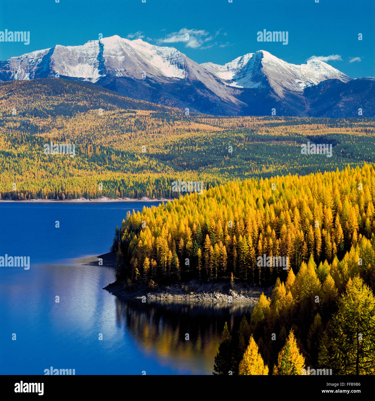 hungry horse reservoir and autumn larch below great northern mountain and mount grant near hungry horse, montana Stock Photo