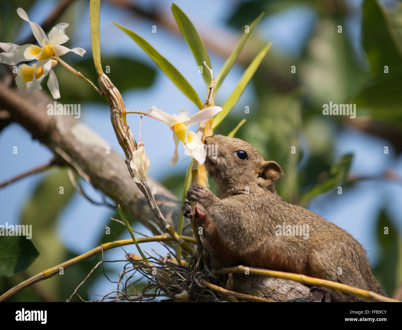 Pallas's squirrel or Red-bellied squirrel ( Callosciurus erythraeus ) Stock Photo