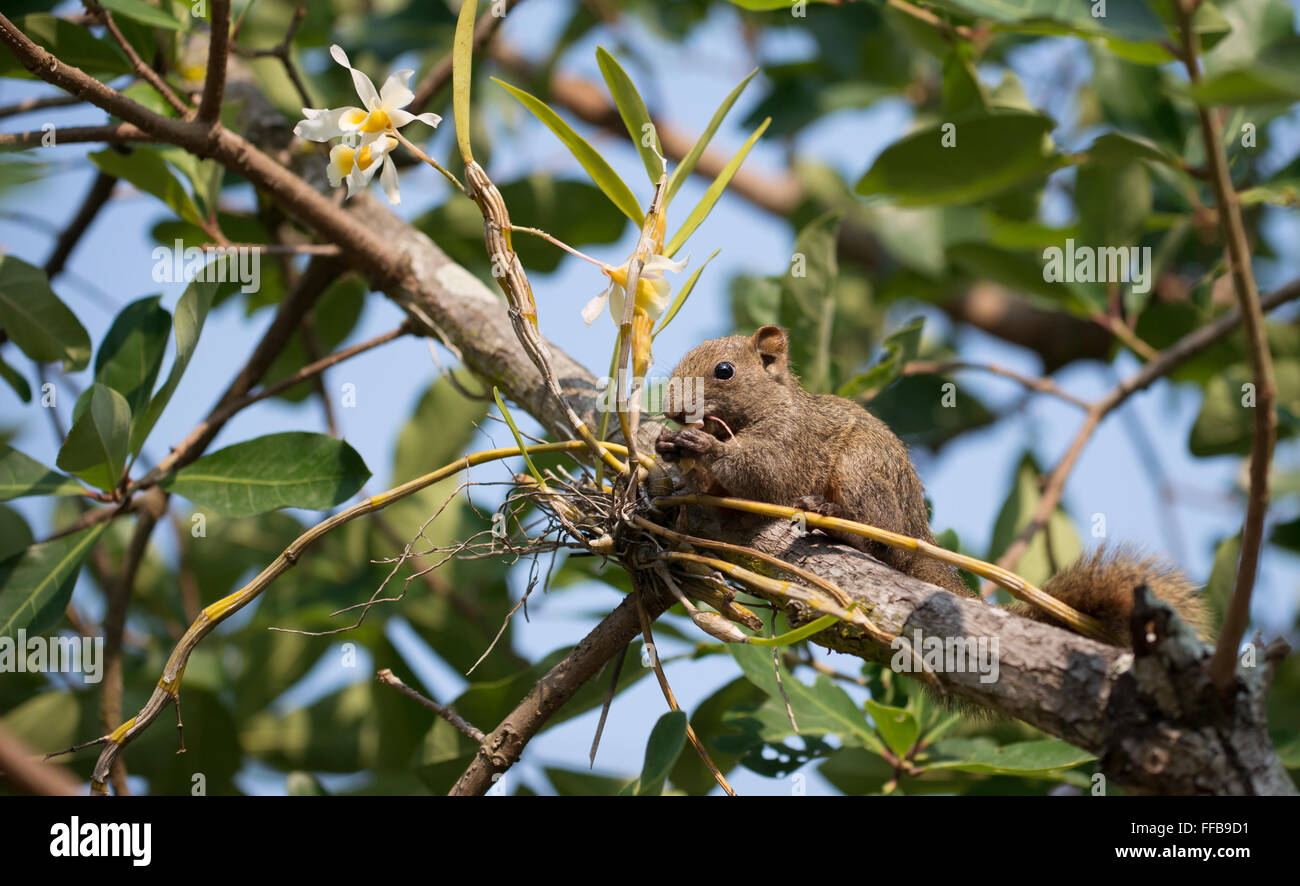 Pallas's squirrel or Red-bellied squirrel ( Callosciurus erythraeus ) Stock Photo