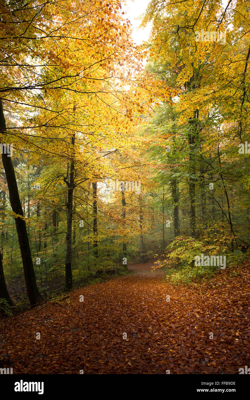 colorful autumn trees in the forest Stock Photo - Alamy