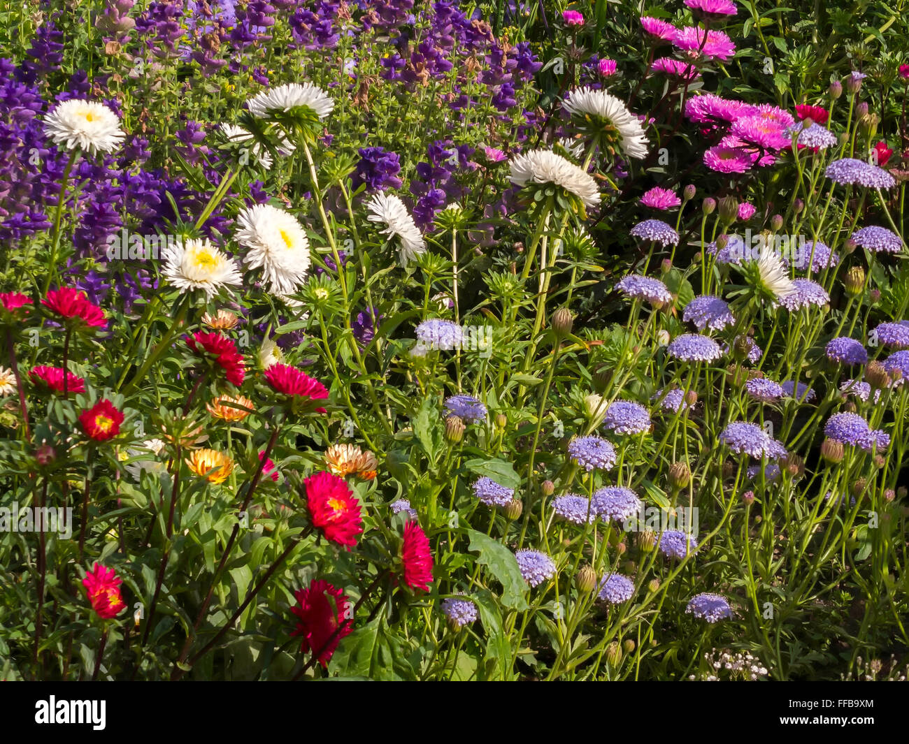 Various flowers garden english hi-res stock photography and images - Alamy