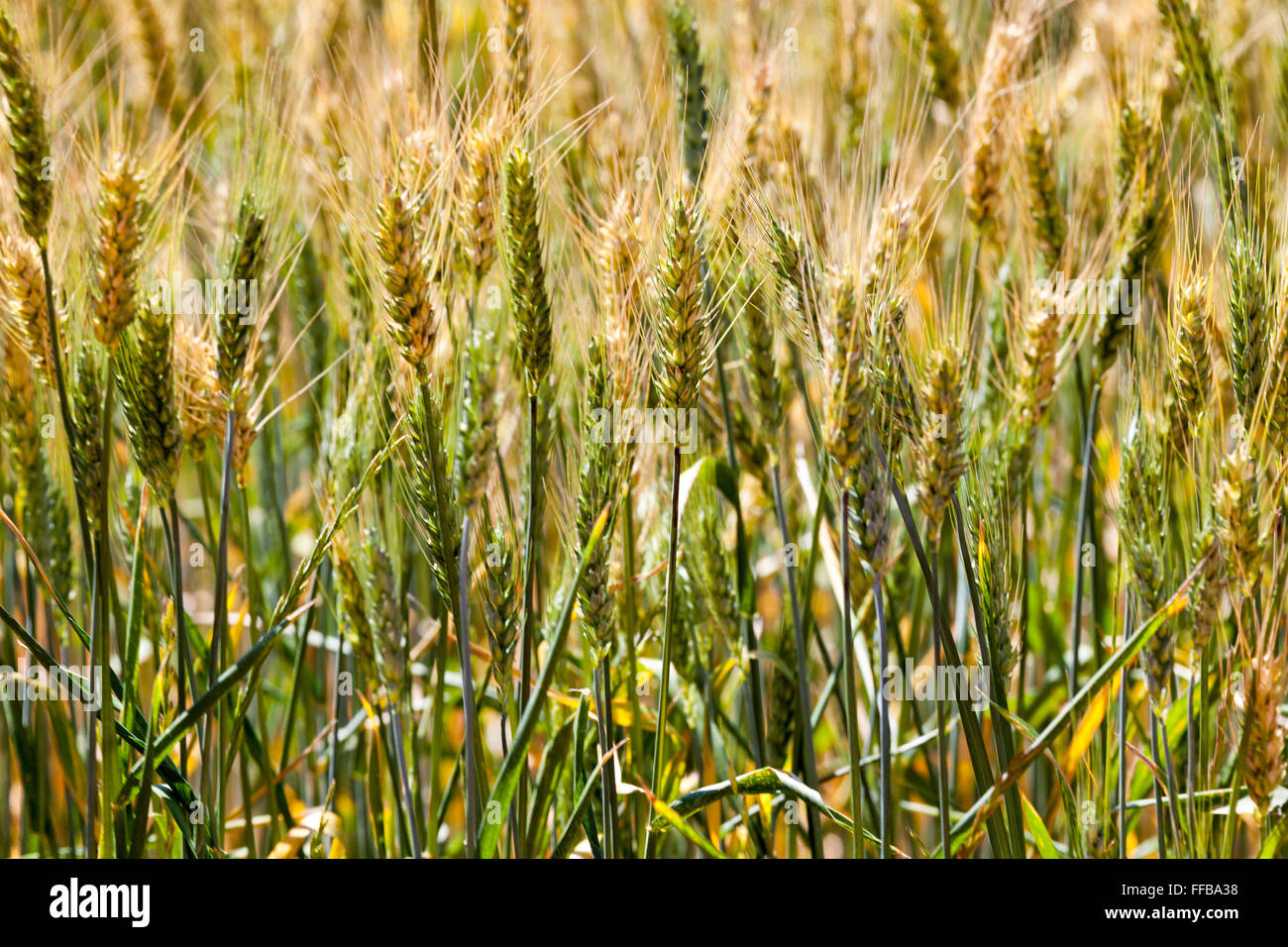 wonderful colours in a wheat field Stock Photo
