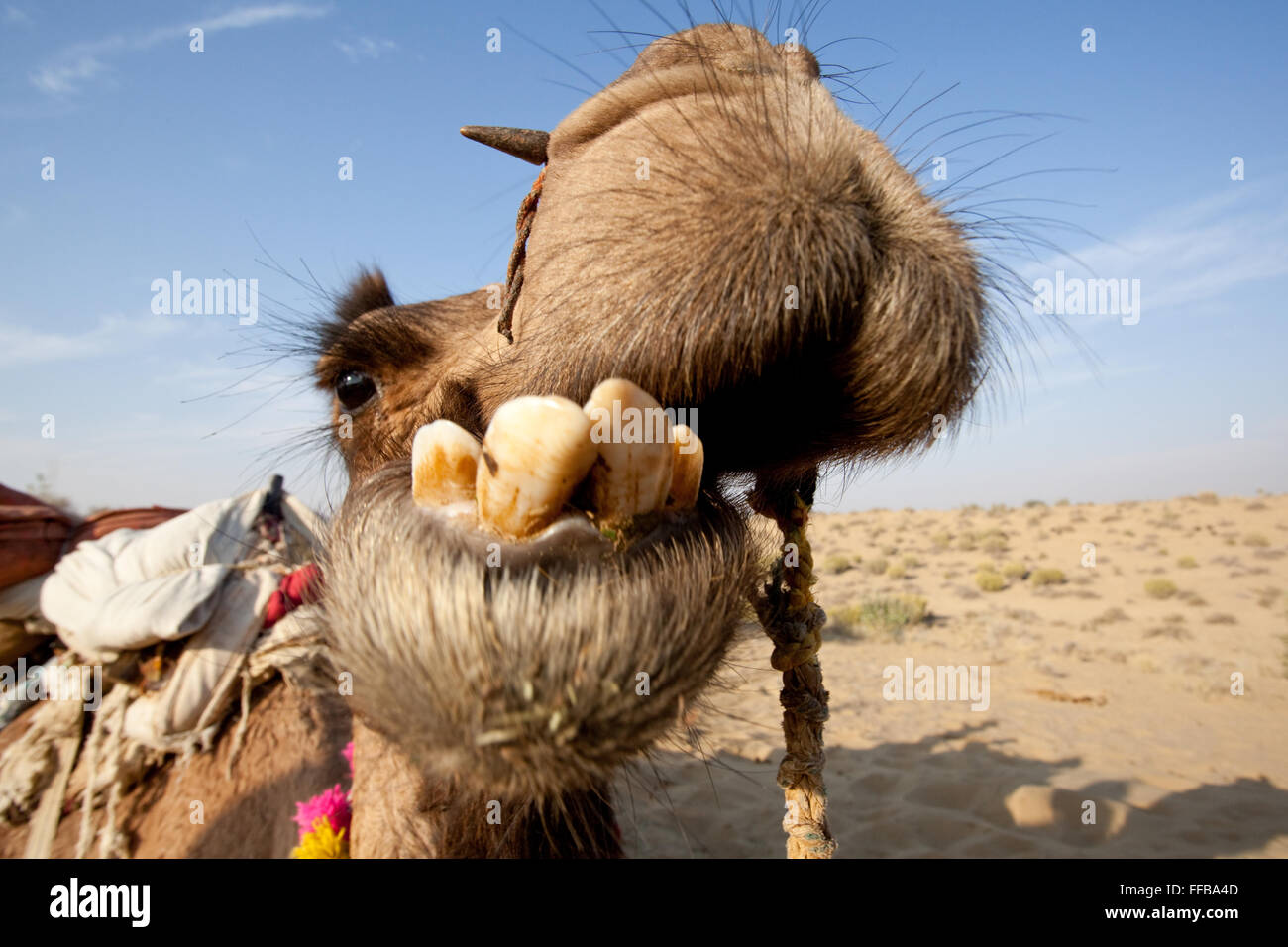 Portrait of a camel Stock Photo