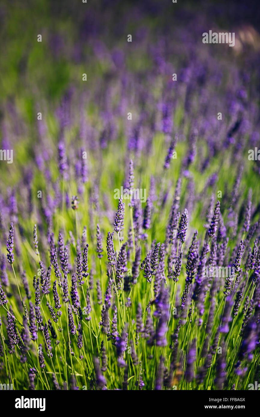 Lavender Flowers. Summer season. Close up. Stock Photo