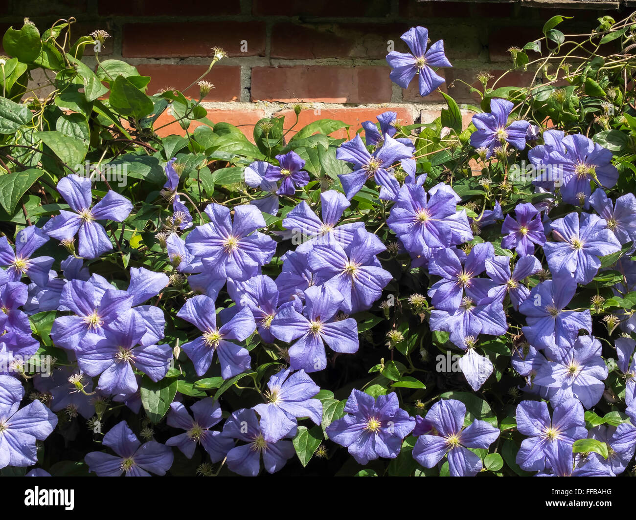 Клематис корень. Клематис аленушка. Клематис семена. Клематис посадка в открытый грунт. Росток клематиса.