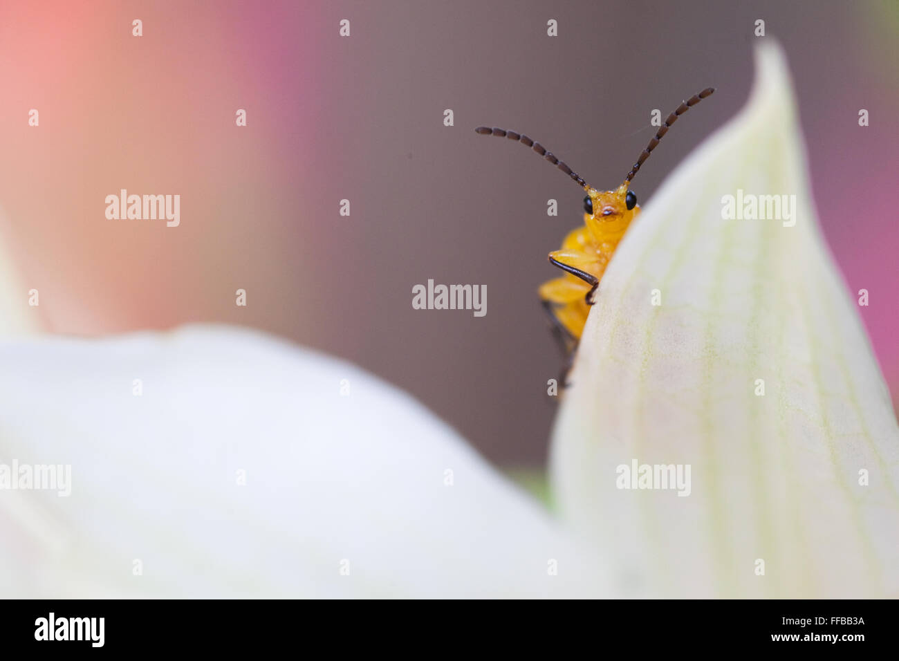 Beetle on the petals of a white flower Stock Photo
