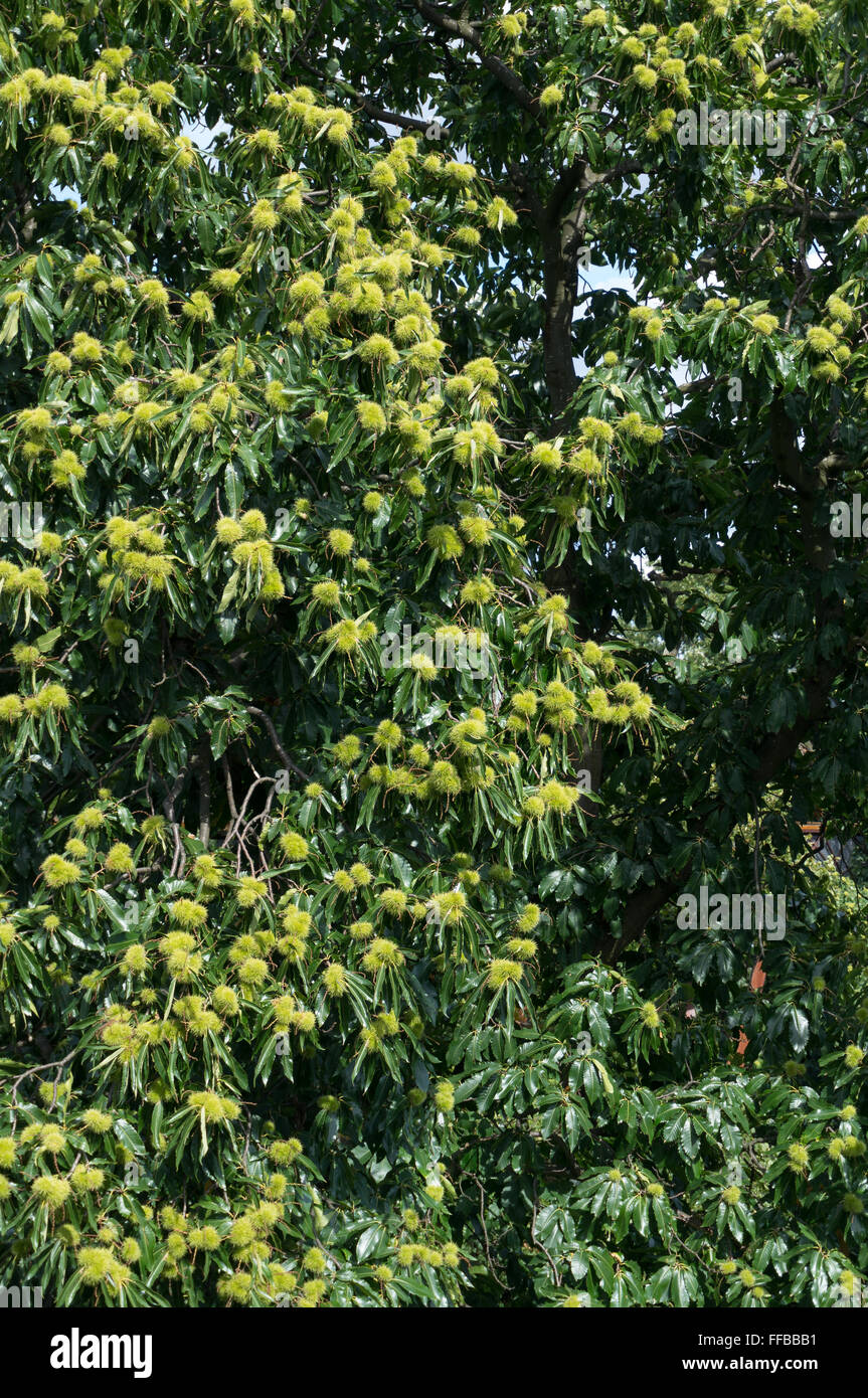 Vertical closeup chestnut tree hi-res stock photography and images - Alamy