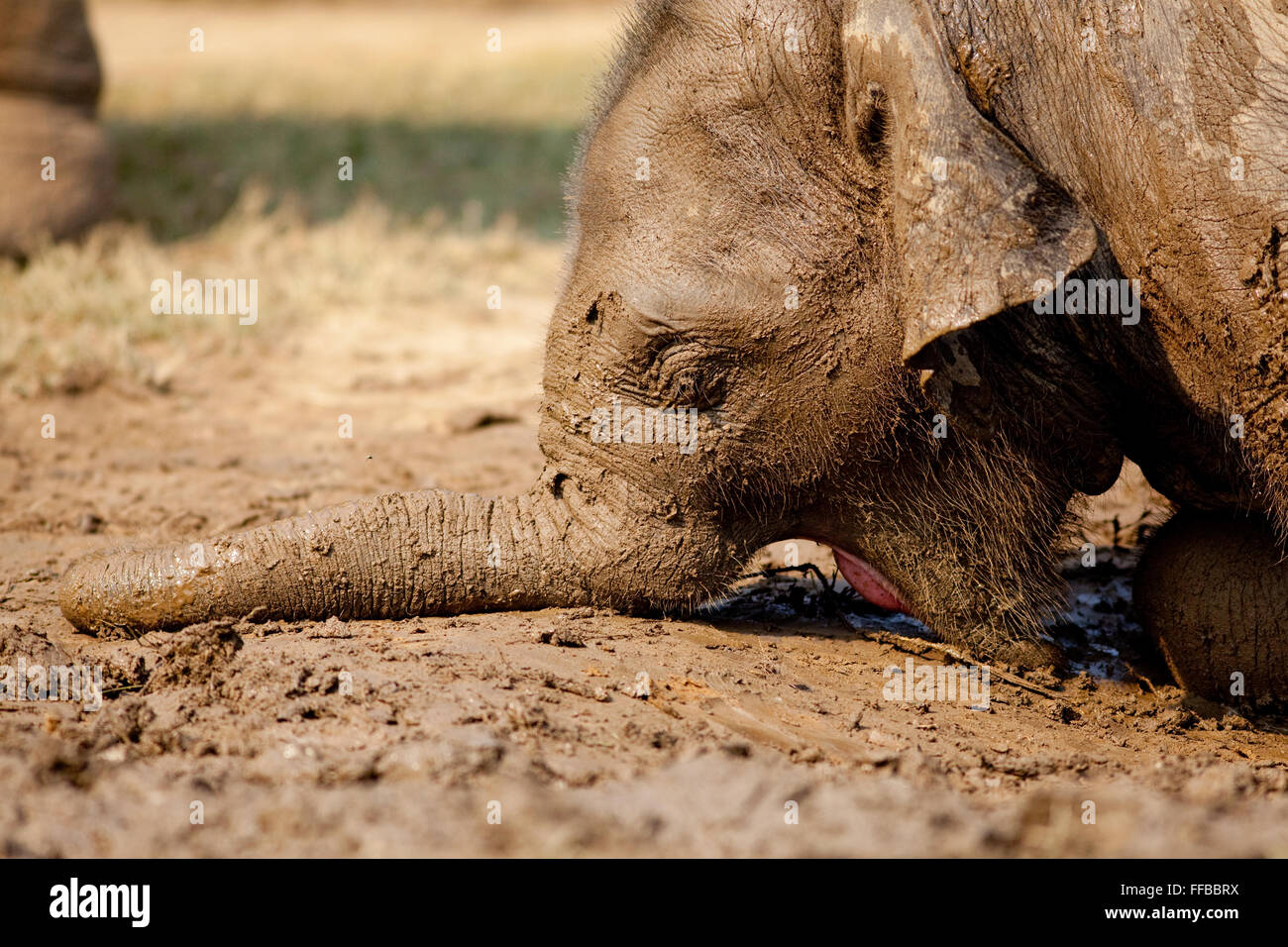 Muddy Elephant close up Stock Photo