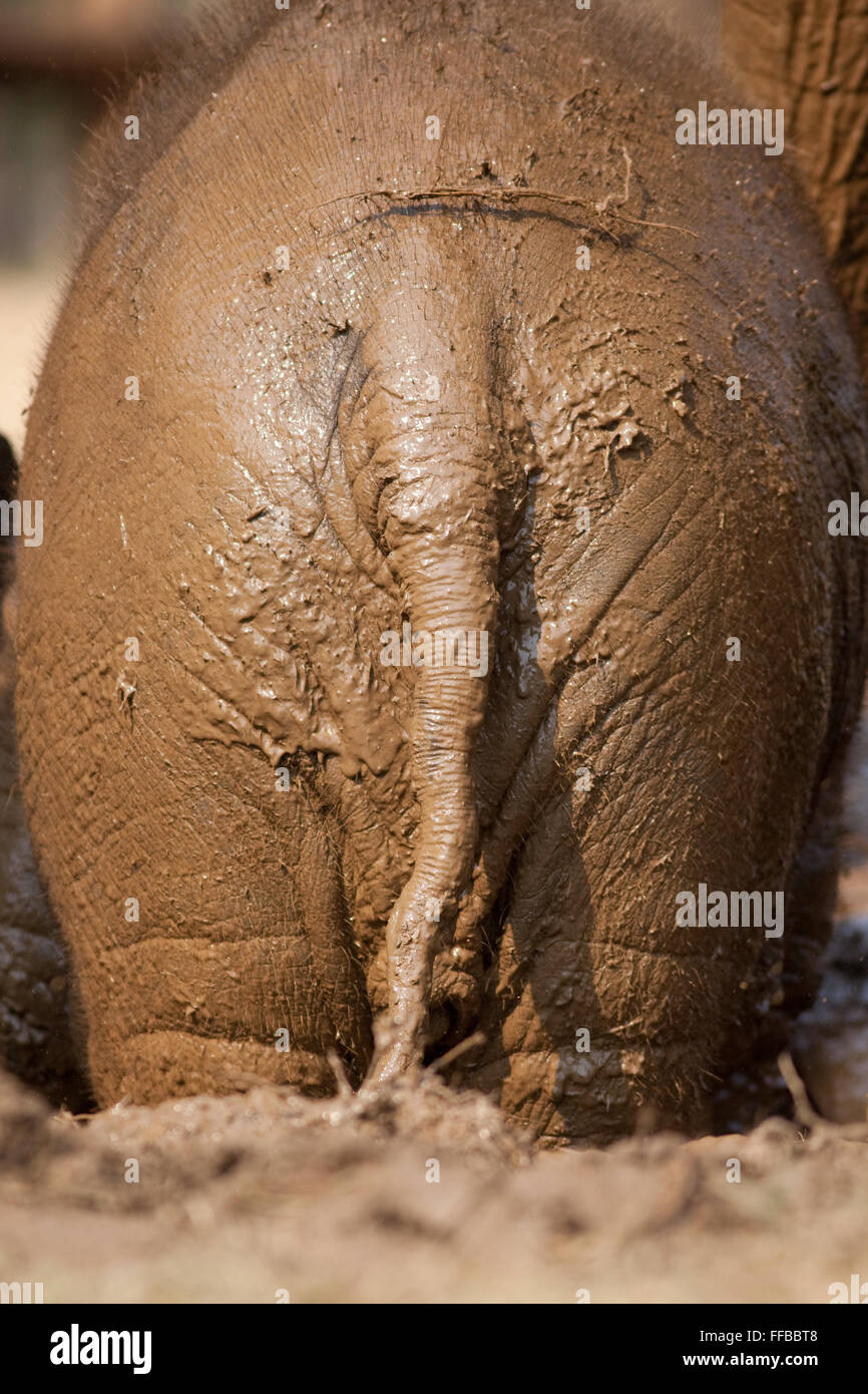 Muddy Elephant close up Stock Photo