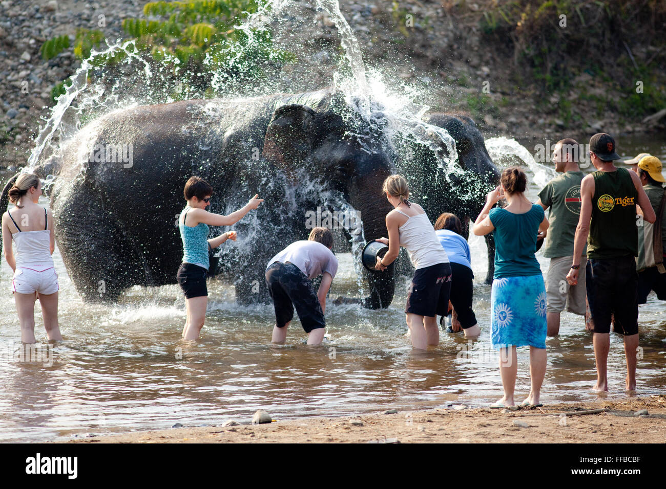 Washing elephants at Elephant Nature Park Stock Photo