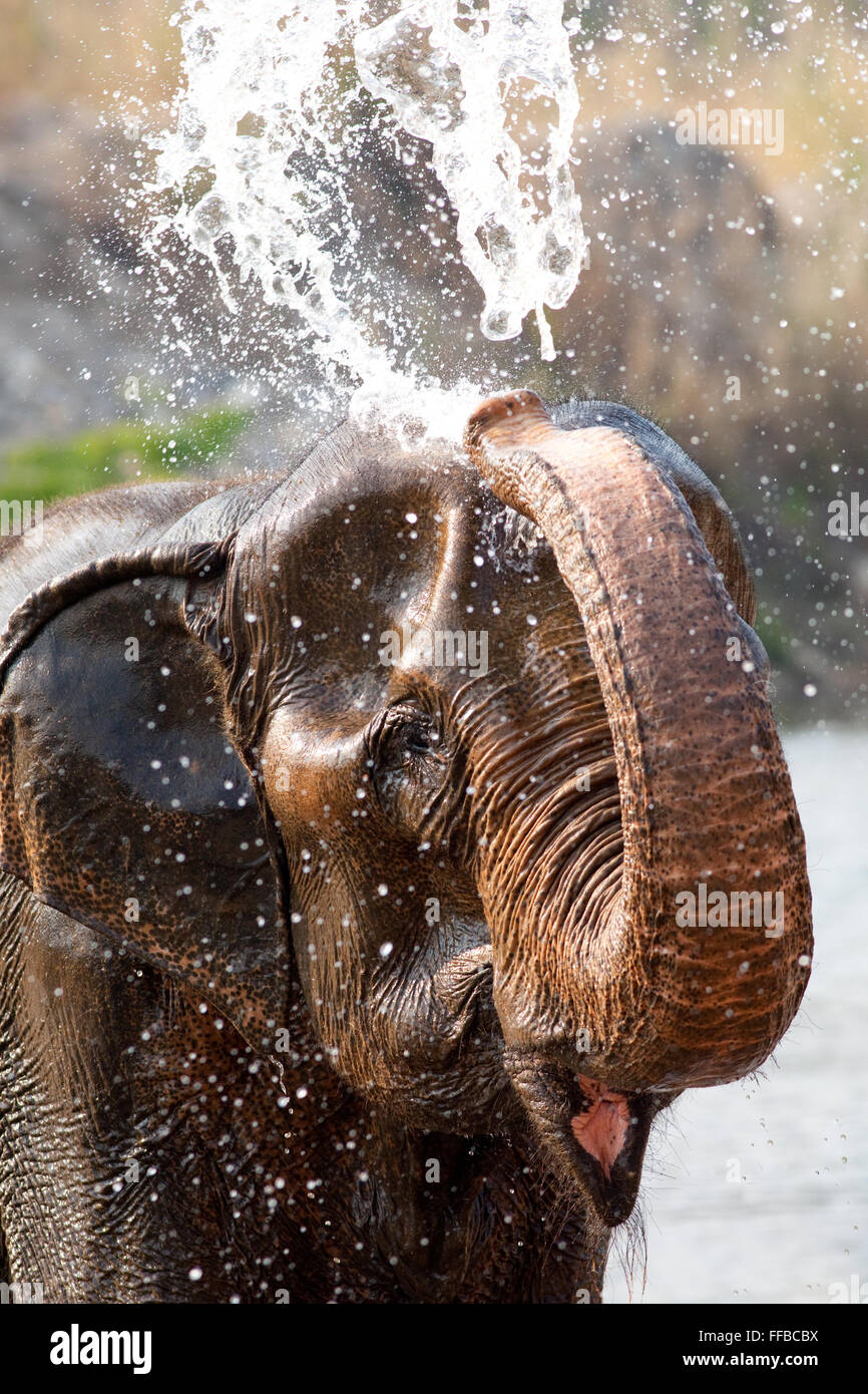 Rescue elephant washing itself, Elephant Nature Sanctuary, Thailand Stock Photo