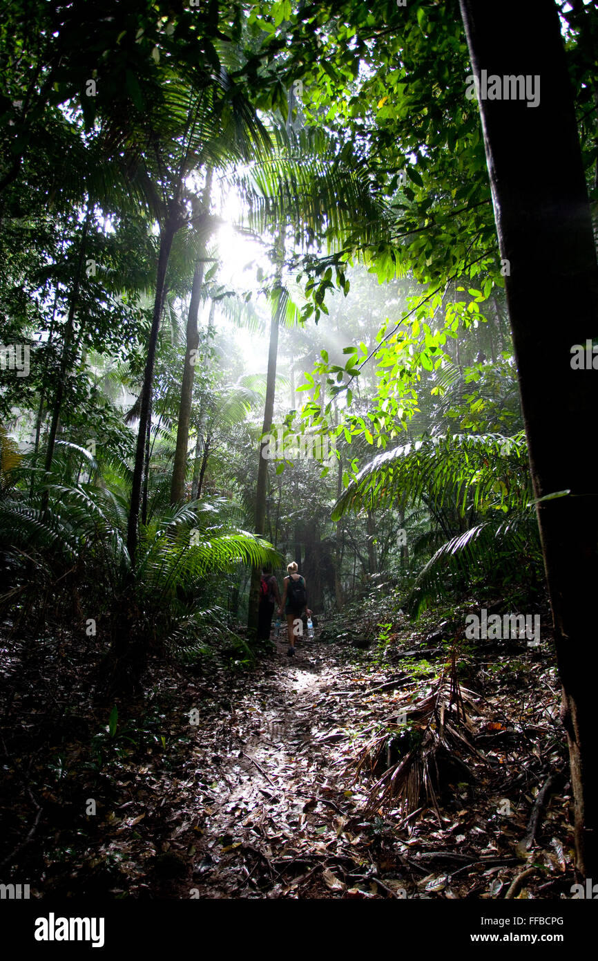 Jungle on Tioman Island, Malaysia Stock Photo
