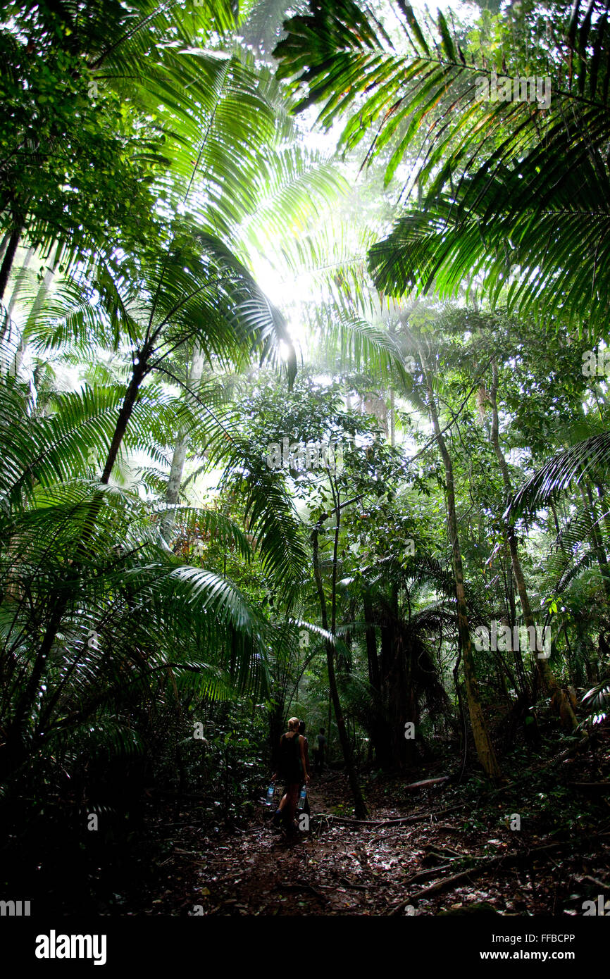 Jungle on Tioman Island, Malaysia Stock Photo