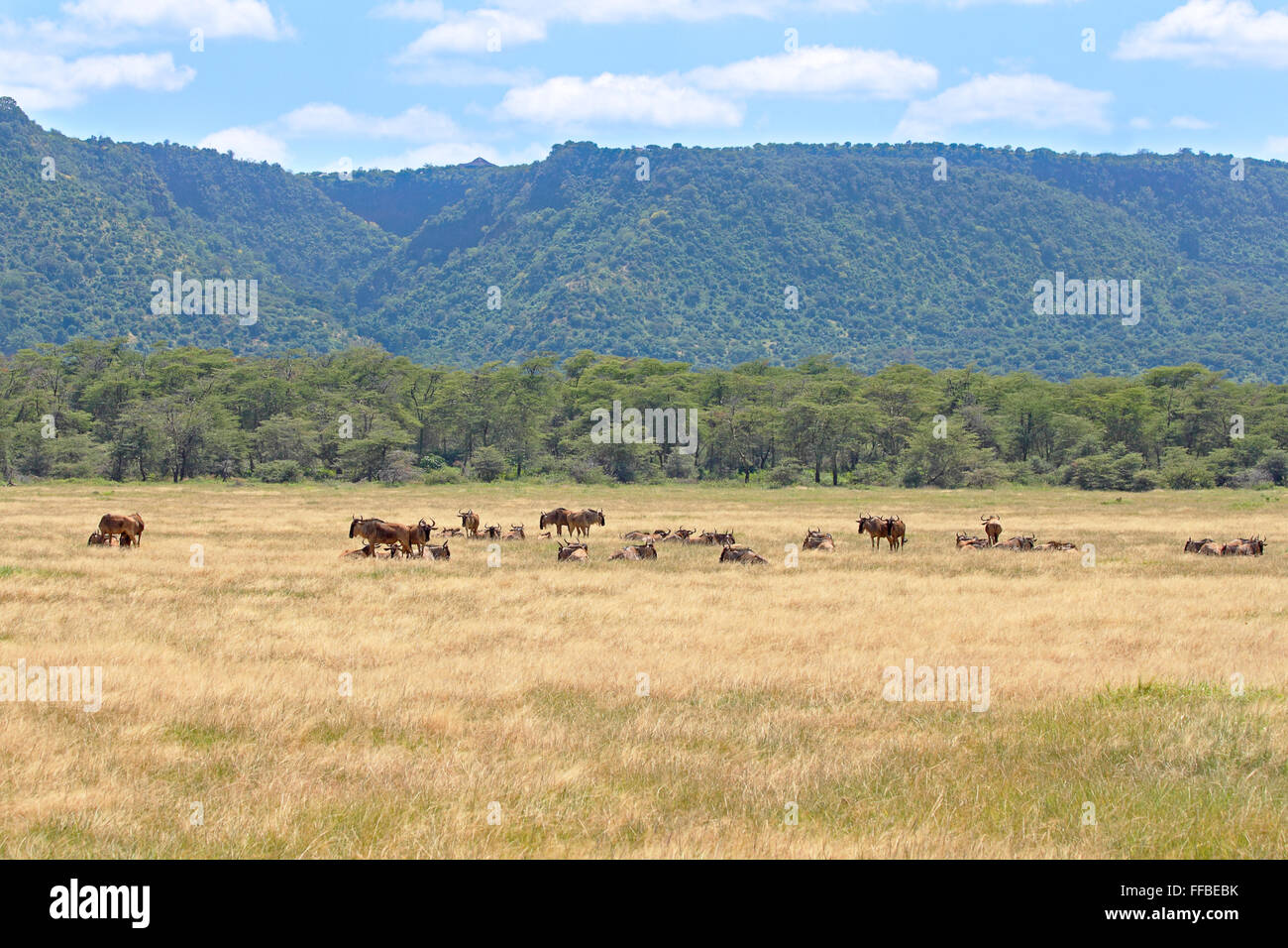 A herd of blue wildebeests, Connochaetes taurinus, near the rim of the Ngorongoro Conservation Area, Tanzania Stock Photo