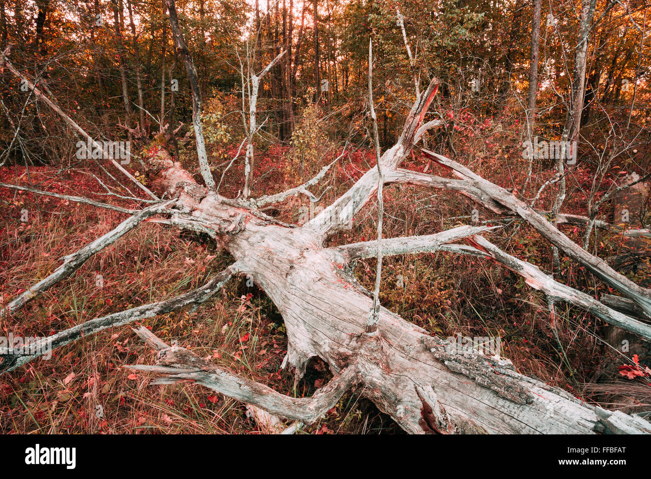 Old broken fall tree in wild autumn forest, park Stock Photo