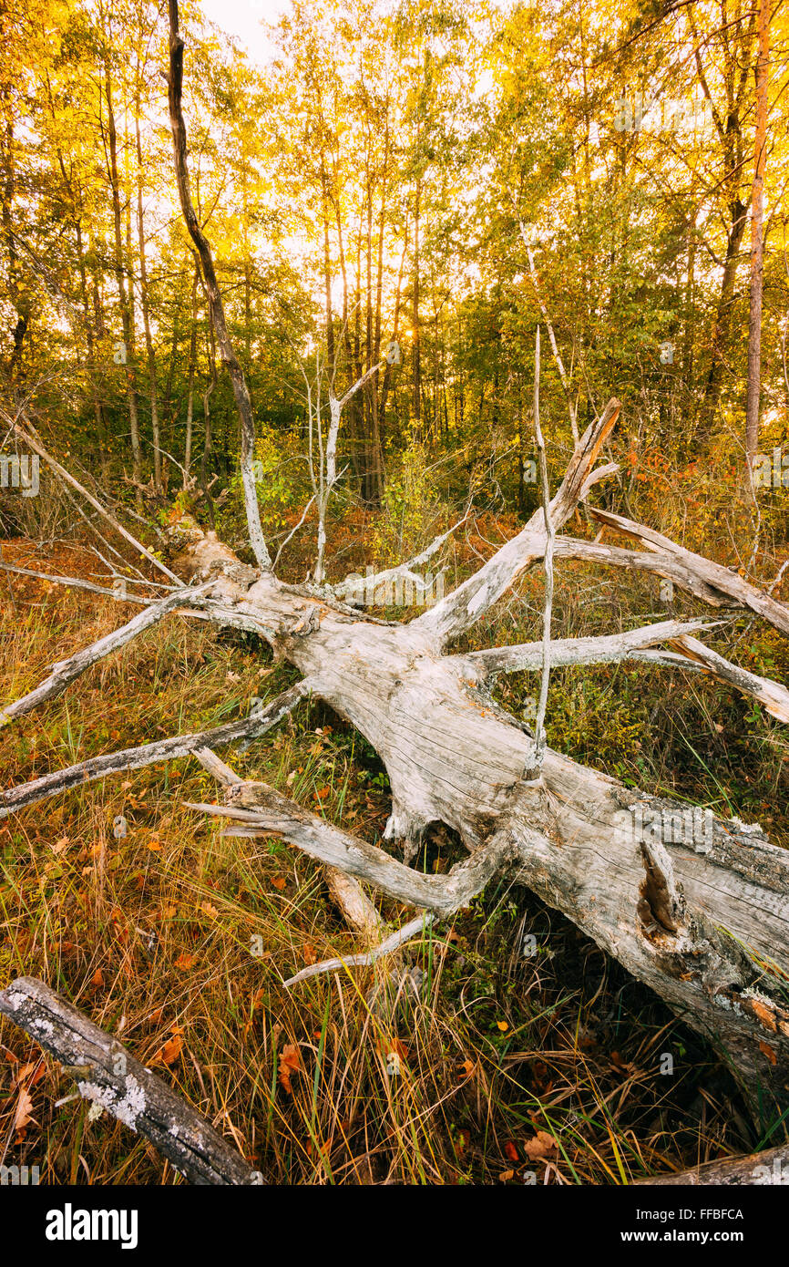Wild autumn forest. Old fallen tree in forest reserve. Stock Photo
