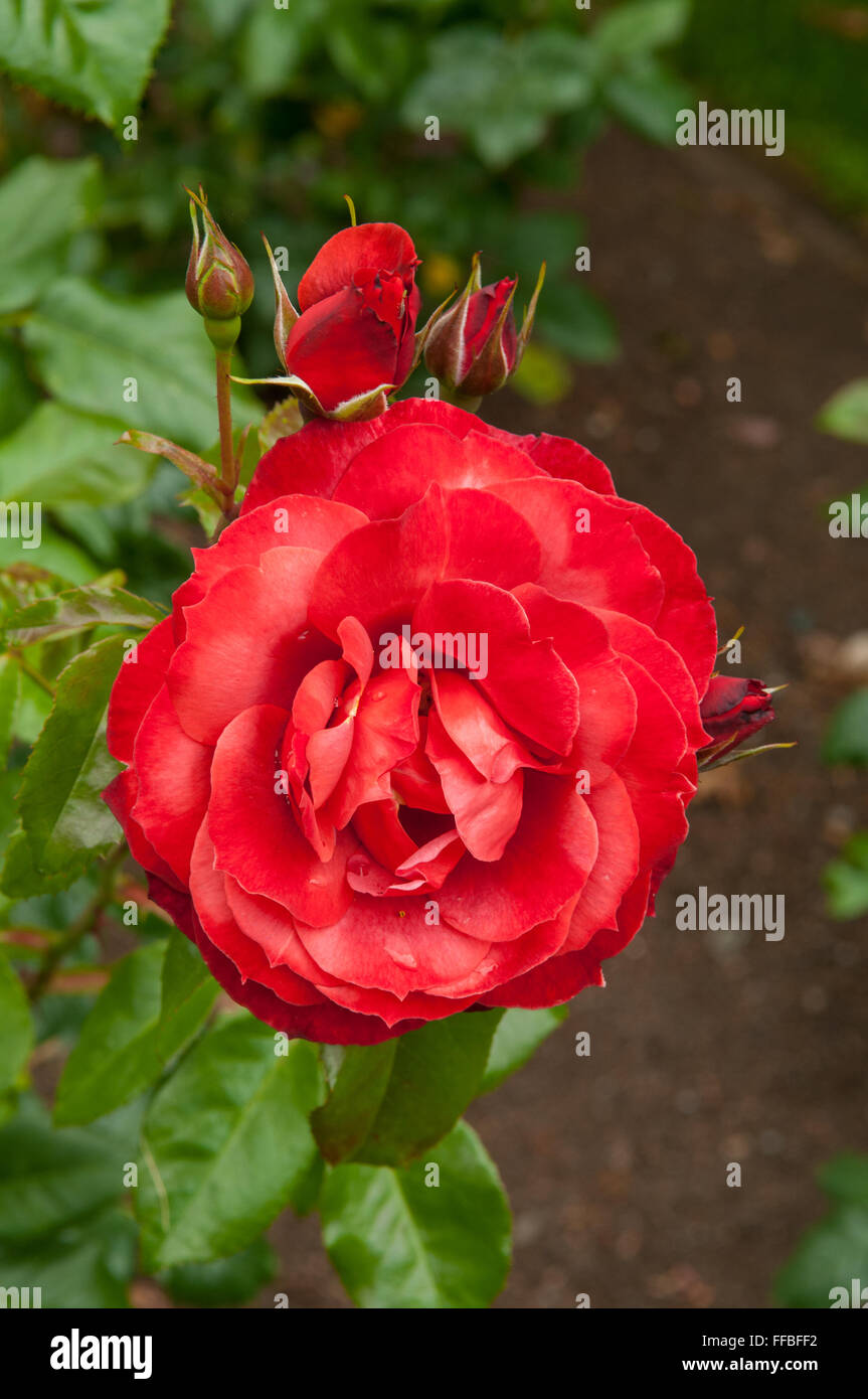 Kiwi Flower Hi Res Stock Photography And Images Alamy