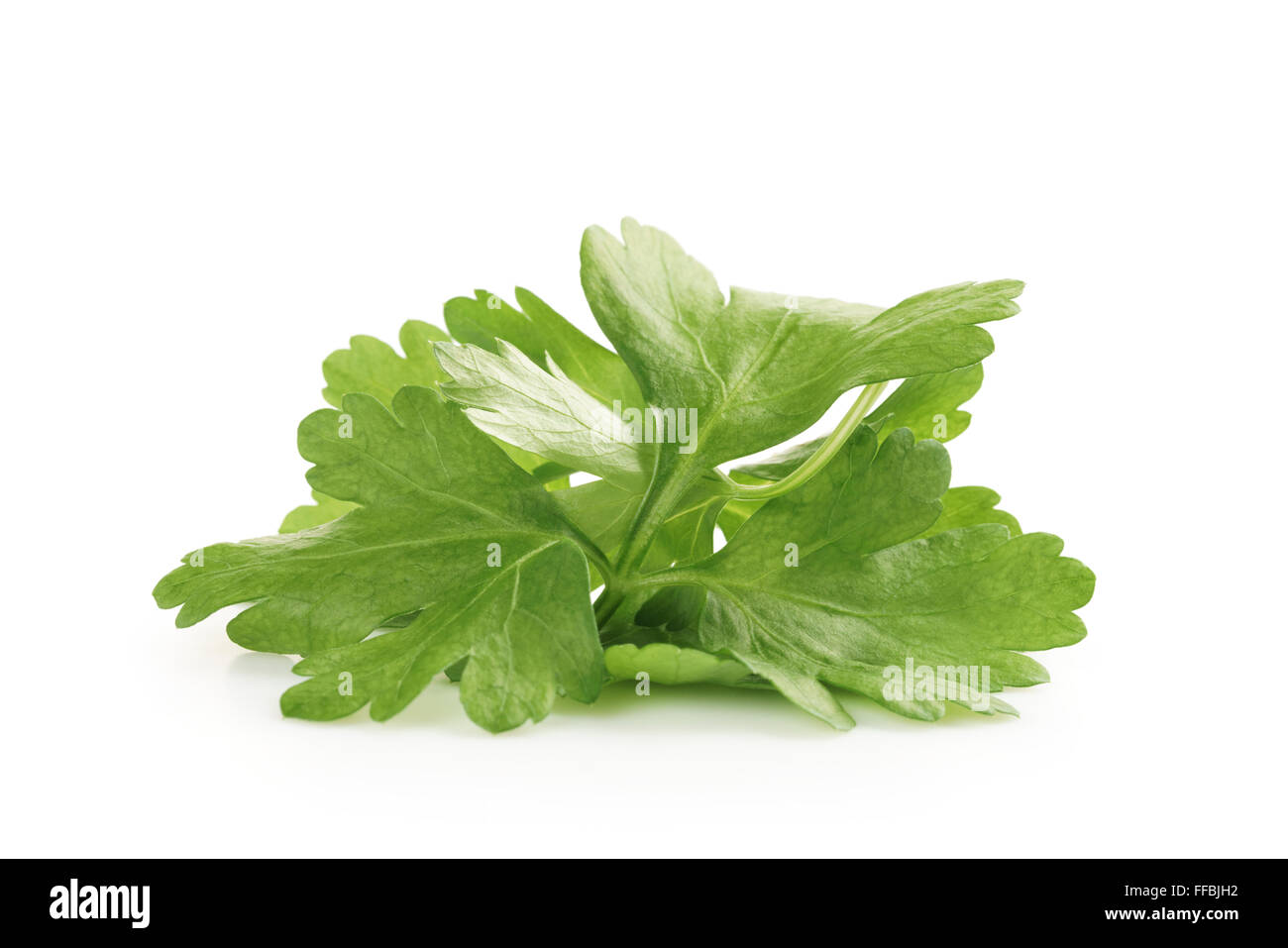 bunch of fresh parsley isolated Stock Photo Alamy