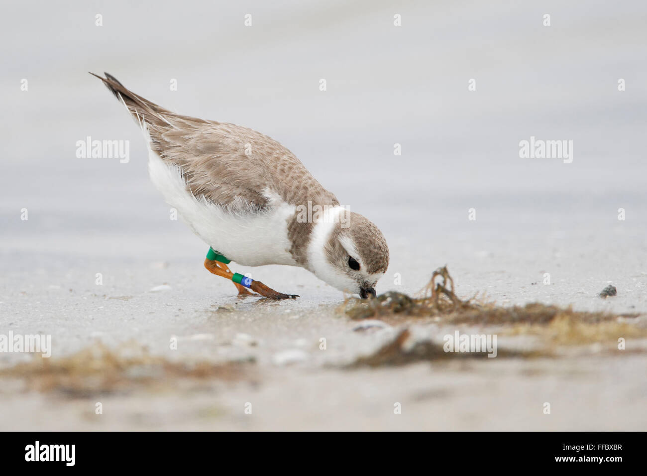 Piping Plover (Charadrius melodus) on beach at Fort De Soto Park, Tierra Verde, Florida, USA. Stock Photo