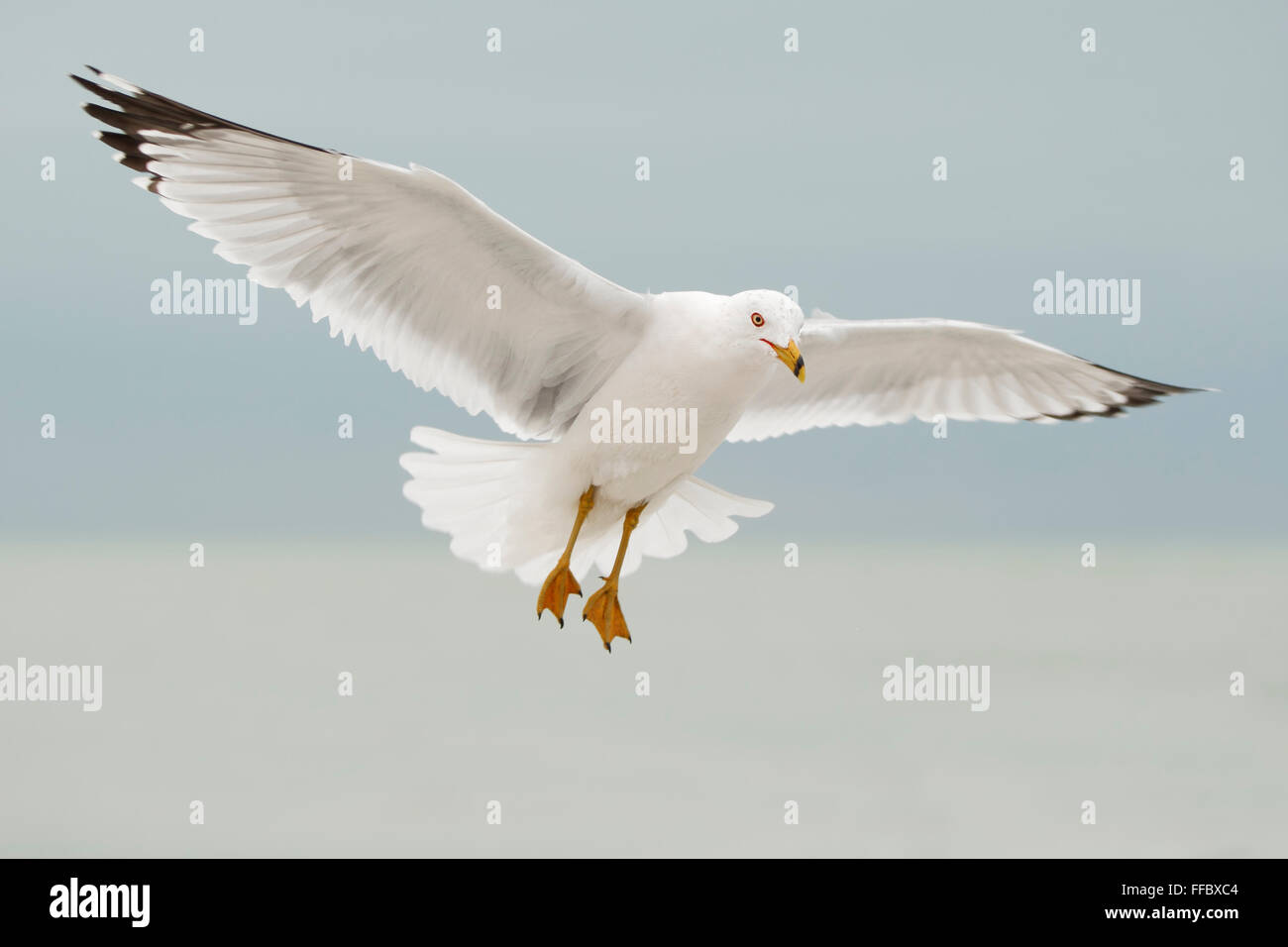 Ring-billed Gull (Larus delawarensis) breaking in air for landing, Fort De Soto Park, Tierra Verde, Florida, USA Stock Photo