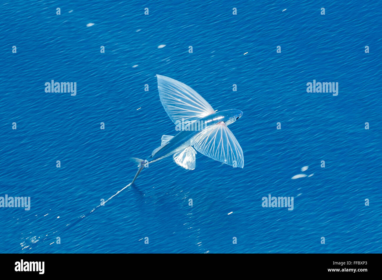 Flying Fish, Cheilopogon pinnatibarbatus melanocercus, Bay of Plenty, New Zealand Stock Photo