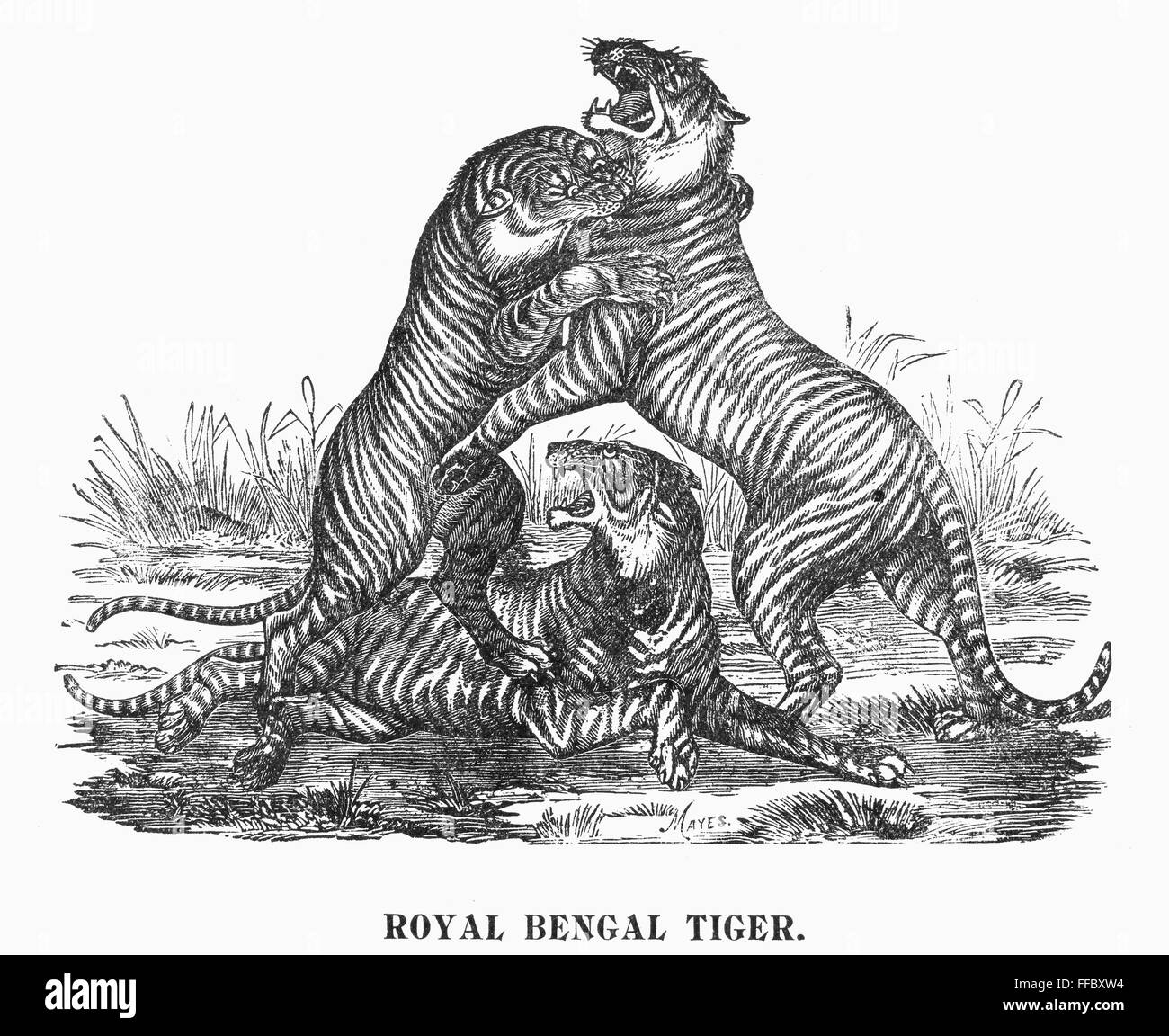 ROYAL BENGAL TIGERS. /nRoyal Bengal tigers depicted in a program for an