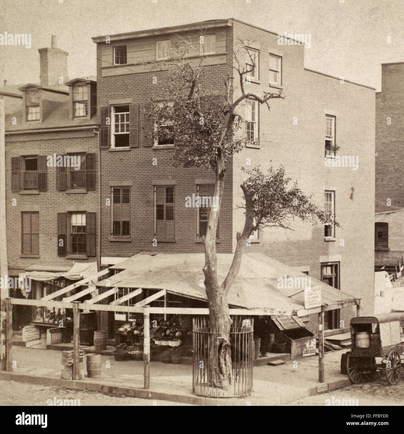STUYVESANT'S PEAR TREE. /nThe pear tree which Governor Peter Stuyvesant planted, c1647, at the