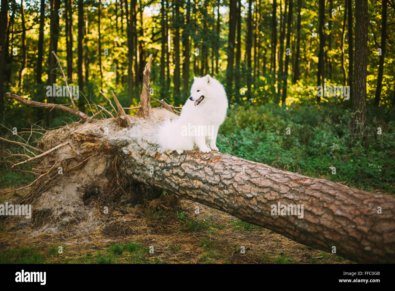 Happy White Samoyed Dog sitting on fallen tree in Forest Woods Stock Photo
