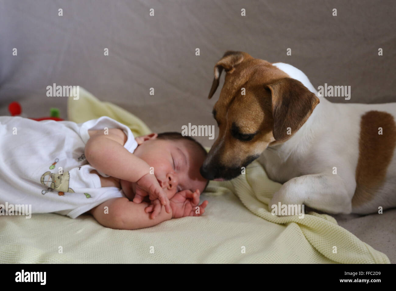 infant baby sleeping while a jack russel dog is looking at her Stock Photo