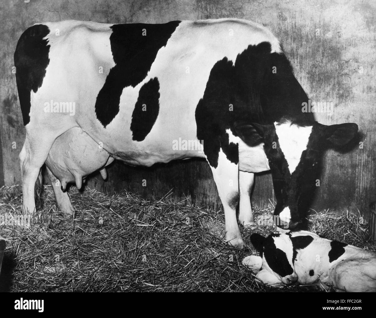 COW AND NEWBORN CALF. /nGerblair, the calf, two hours after birth