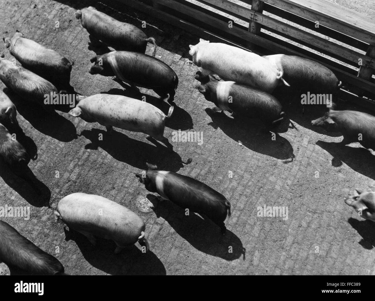 PIGS BEING CORRALLED. /nPhotograph, American, mid-19th century. No ...