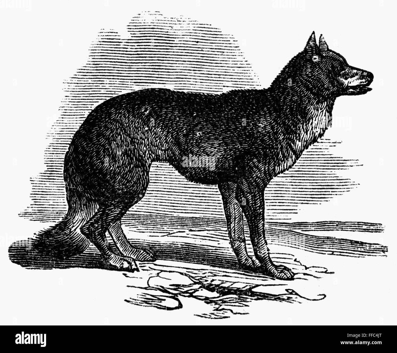 FOX. /nWood engraving, American, 1873. Stock Photo