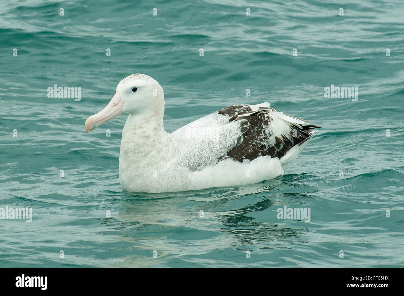 Diomedea exulans, Wandering Albatross, Kaikoura, North Otago, New Zealand Stock Photo