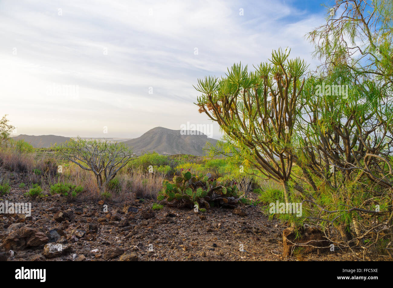 Cactuses and succulents against Montana de Guaza, Tenerife, Spain Stock Photo